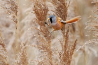 Sykorice vousata - Panurus biarmicus - Bearded Reedling o3806-1